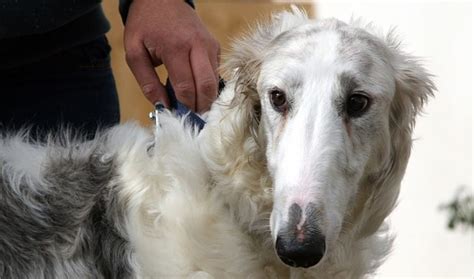Borzoi adoption - Borzoi are puppies for a long time (18 months or more). The level of destructiveness (digging, chewing, etc...) varies with age, training, temperament and the activity level of …